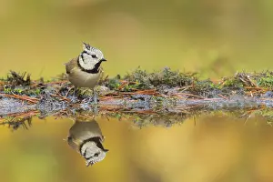 Utrecht: Crested Tit (Parus cristatus) with refelction a