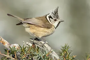 Juniper: Crested tit (Parus cristatus), sits on branch of