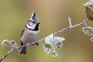 Blackberry: Crested tit (Parus cristatus), sitting on a blackberry