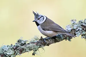 Terfens: Crested tit (Parus cristatus), sitting on a branch