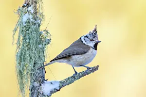 Terfens: Crested tit (Parus cristatus), sitting on a branch