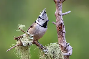Terfens: Crested tit (Parus cristatus), sitting on a branch