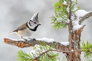 Terfens: Crested tit (Parus cristatus), sitting on a branch