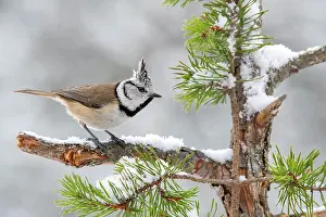 Terfens: Crested tit (Parus cristatus), sitting on a branch