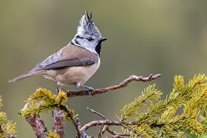 Terfens: Crested tit (Parus cristatus), sitting on a branch