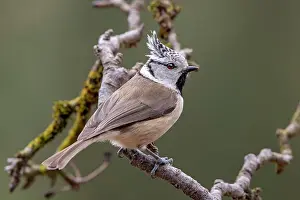 Cristatus: Crested Tit (Parus cristatus), sitting on a branch, T