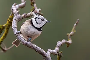 Cristatus: Crested Tit (Parus cristatus), sitting on a branch, T