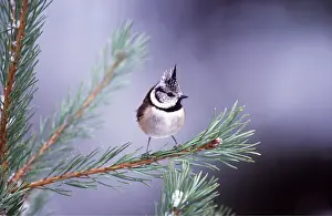 Chris Knights: CRESTED TIT - perched on branch