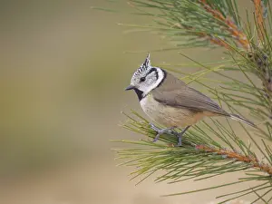 Valencia: Crested Tit - on pine tree Lophophanes cristatus