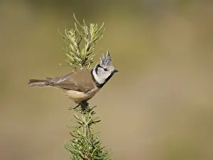 Valencia: Crested Tit - on rosemary Lophophanes cristatus