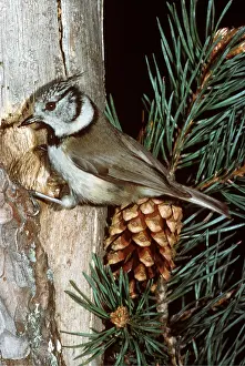 R T Smith: CRESTED TIT - on tree