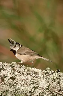 R T Smith: CRESTED TIT - on tree trunk
