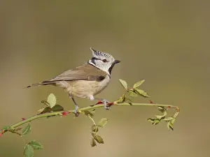 Valencia: Crested Tit - on wild rose Lophophanes cristatus