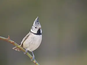 Valencia: Crested Tit - on wild rose Lophophanes cristatus