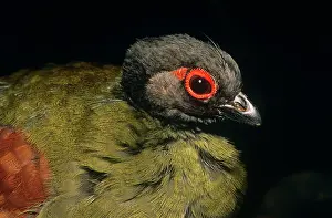 Rouloul: Crested Wood Partridge - female