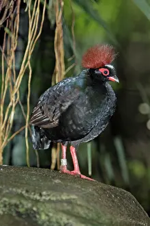 Rollulus: Crested Wood-partridge - male bird