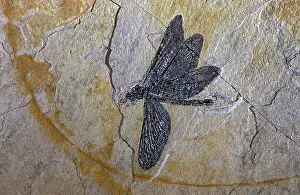 Fossilized: Cretaceous Dragonfly Fossil