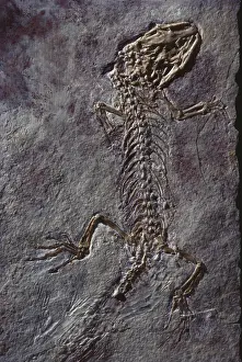 Squamate: Cretaceous Lizard