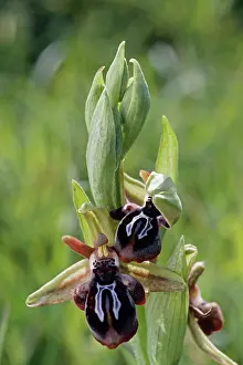 Cretan: CRETAN BEE ORCHID