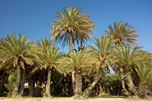 Cretan Date Palm