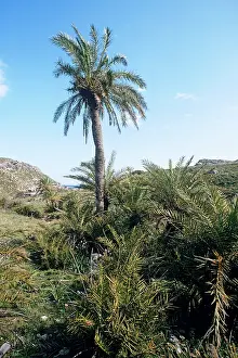 Phoenix: Cretan / European PALM