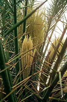 Allen Paterson: Cretan / European PALM - In flower