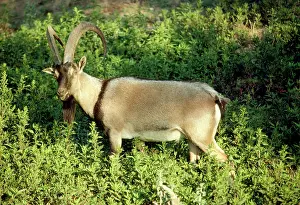 Aegagrus: Cretan Goat / Kri-kri - male