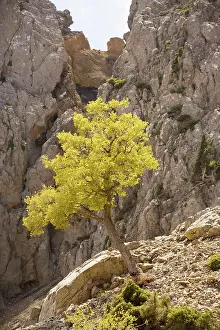 Cretan: Cretan Maple in spring