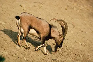 Aegagrus: CRETAN WILD GOAT