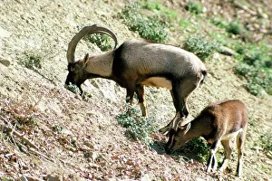 Cretan: Cretan Wild Goat - male & female pair