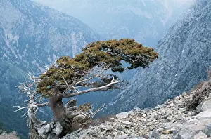 Cupressus: CRETE - Ancient wind sculpted tree, Italian Cypress