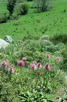 Italica: CRETE - Orchids at 700 meters