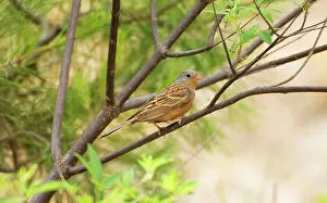 Caesia: CretzschmarIs Bunting - adult male, May