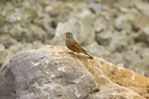 Caesia: CretzschmarIs Bunting - adult male, May