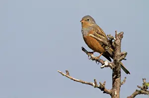 Caesia: Cretzschmar's Bunting