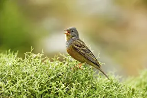 Caesia: Cretzschmar's Bunting