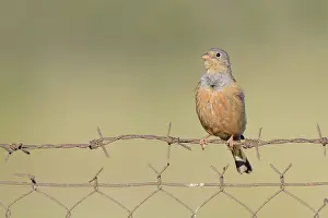 Emberiza: Cretzschmar's Bunting