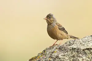 Bunting: Cretzschmar's Bunting
