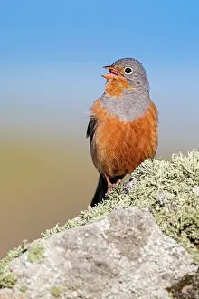 Singing: Cretzschmar's bunting (Emberiza caesia), Greece