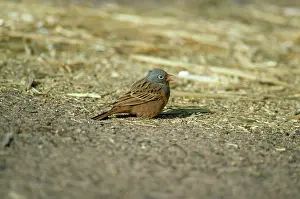 Caesia: Cretzschmar's Bunting - male with seed in beak