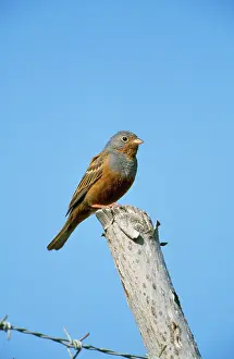 Caesia: CRETZSCHMAR'S BUNTING ON POST