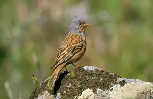 Caesia: CRETZSCHMAR'S BUNTING ON ROCK