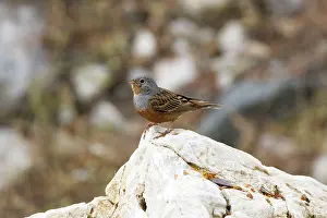 Caesia: Cretzschmar's Bunting - On rock