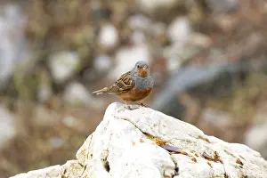 Caesia: Cretzschmar's Bunting - On rock