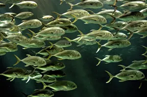 Caranx: Crevalle / Common Jack / Black-tailed Trevally
