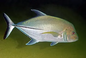 Caranx: Crevalle Jack - Atlantic costal waters