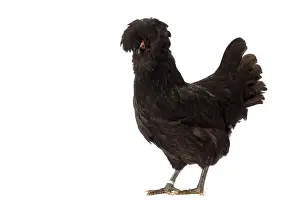 Hairstyle: Crevecoeur Chicken Hen