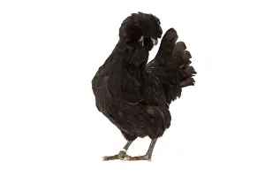 Hairstyle: Crevecoeur Chicken Hen