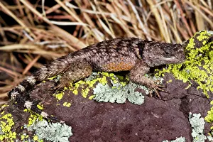 Chihuahuan: Crevice Spiny Lizard - endemic to the Chihuahuan