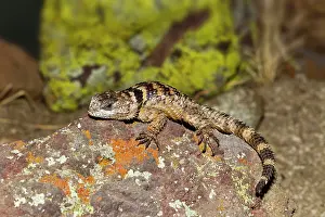Chihuahuan: Crevice Spiny Lizard - endemic to the Chihuahuan